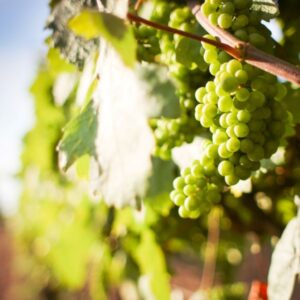 Die Top 10 italientische Weinregionen