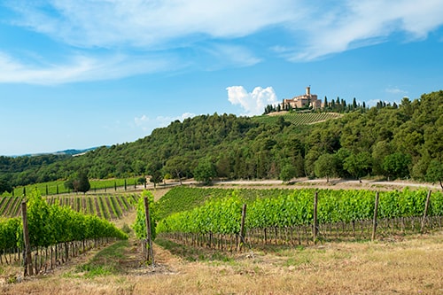 Panorama Castello Banfi mit Weinbergen in Montalcino