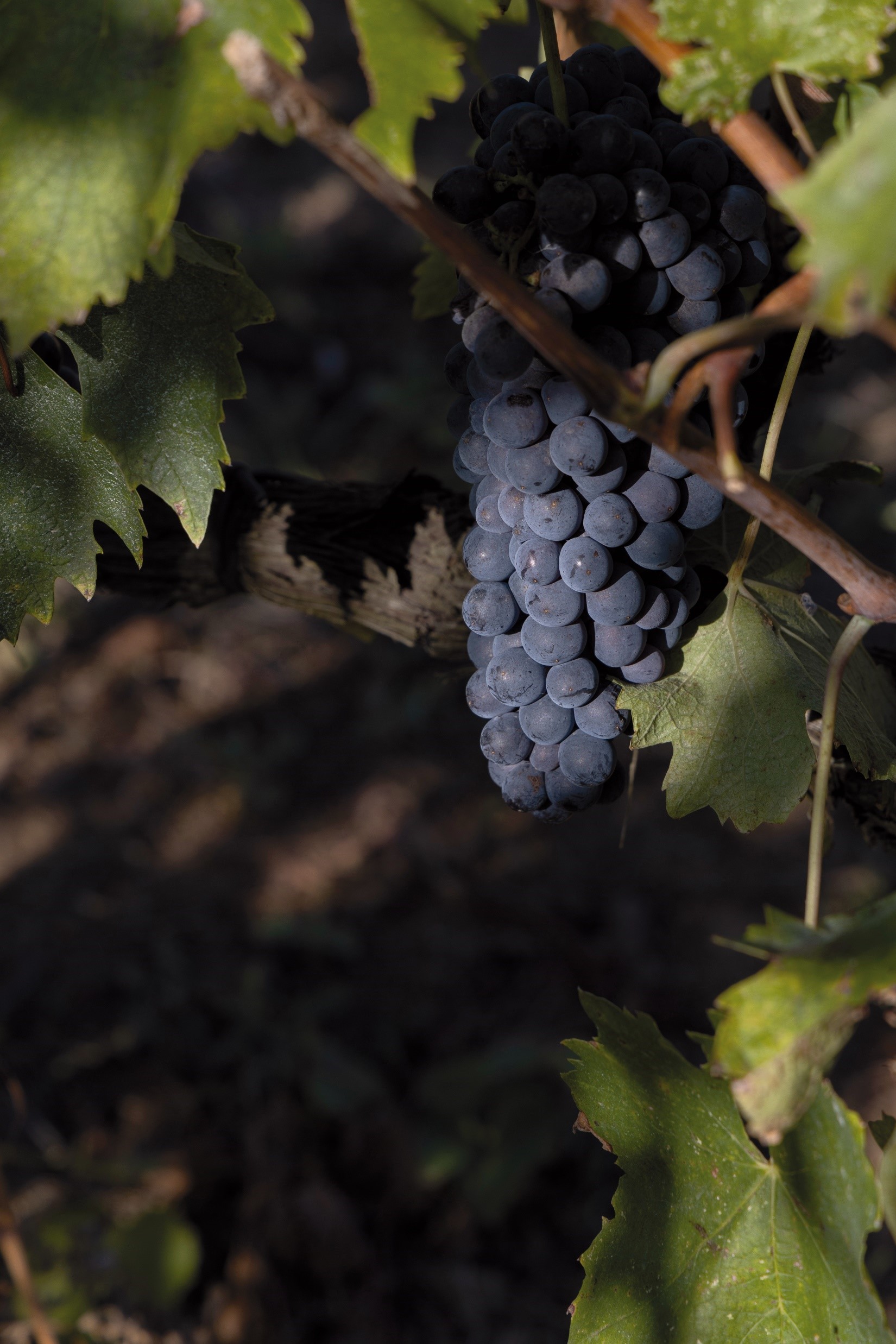 Sangiovese-Trauben von Poggio di Sotto