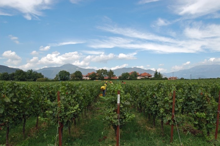 berlucchi-weinberge