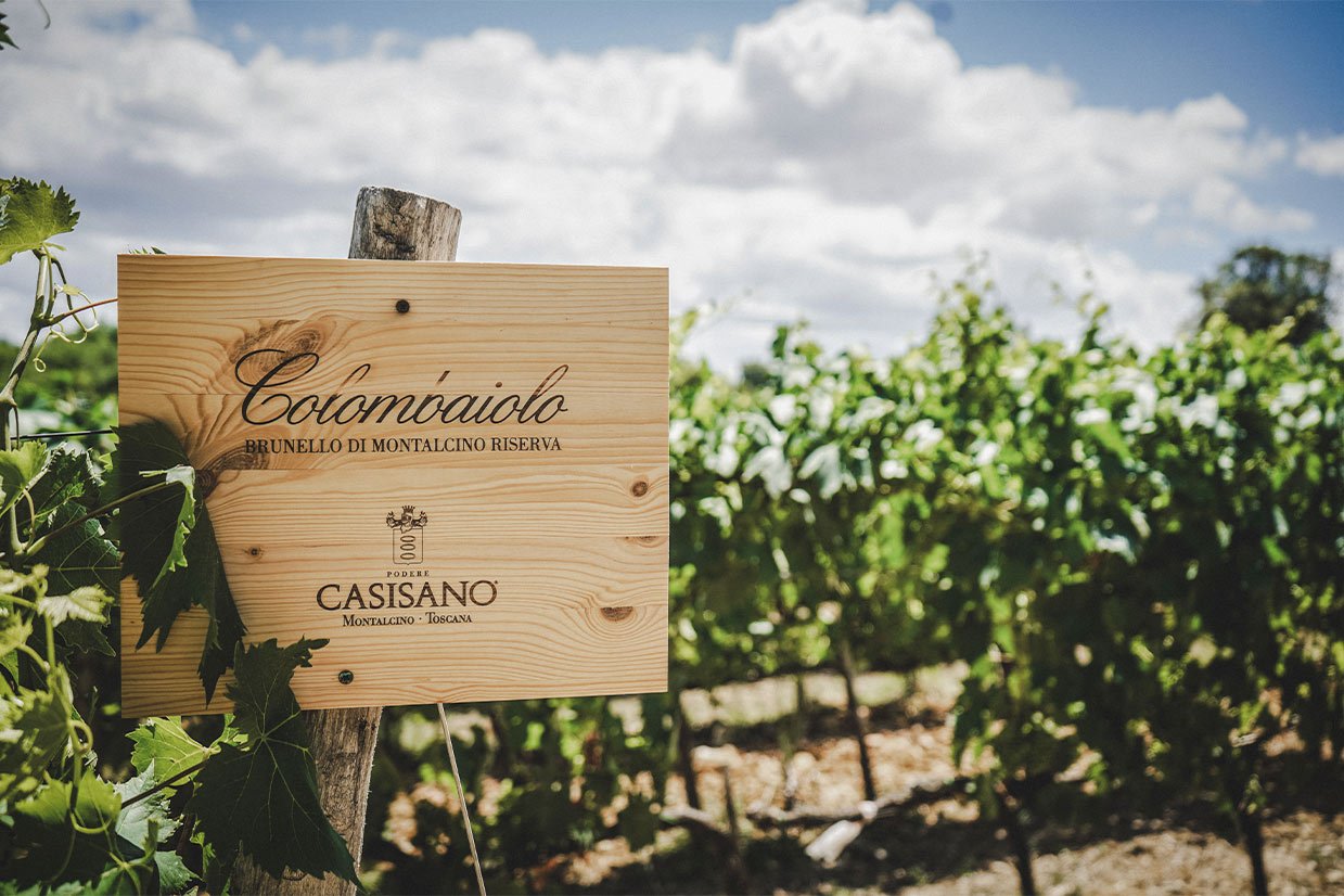 Älteste Parzelle des Cru Colombaiolo – alte Sangiovese-Grosso-Rebstöcke auf Galestro