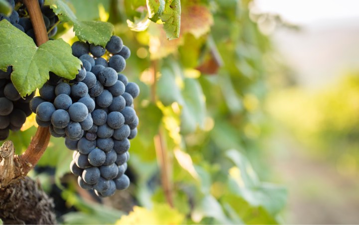 Librandi – Cuore di Terroir in Kalabrien