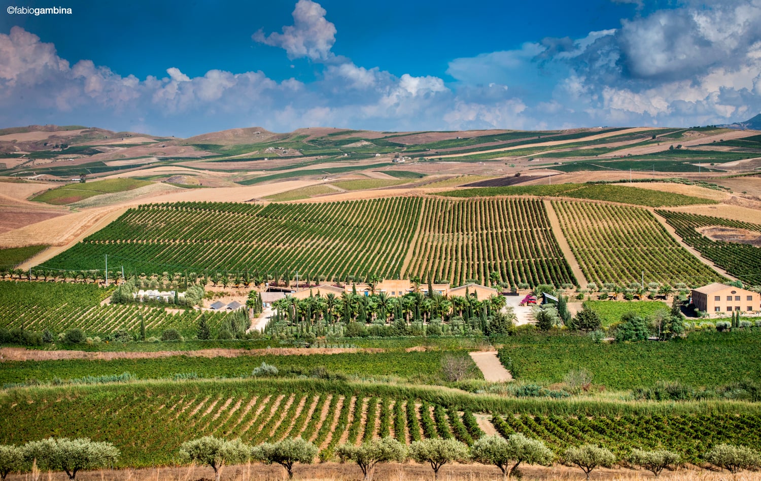 Weinberg Donnafugata Tenuta di Contessa Entellina