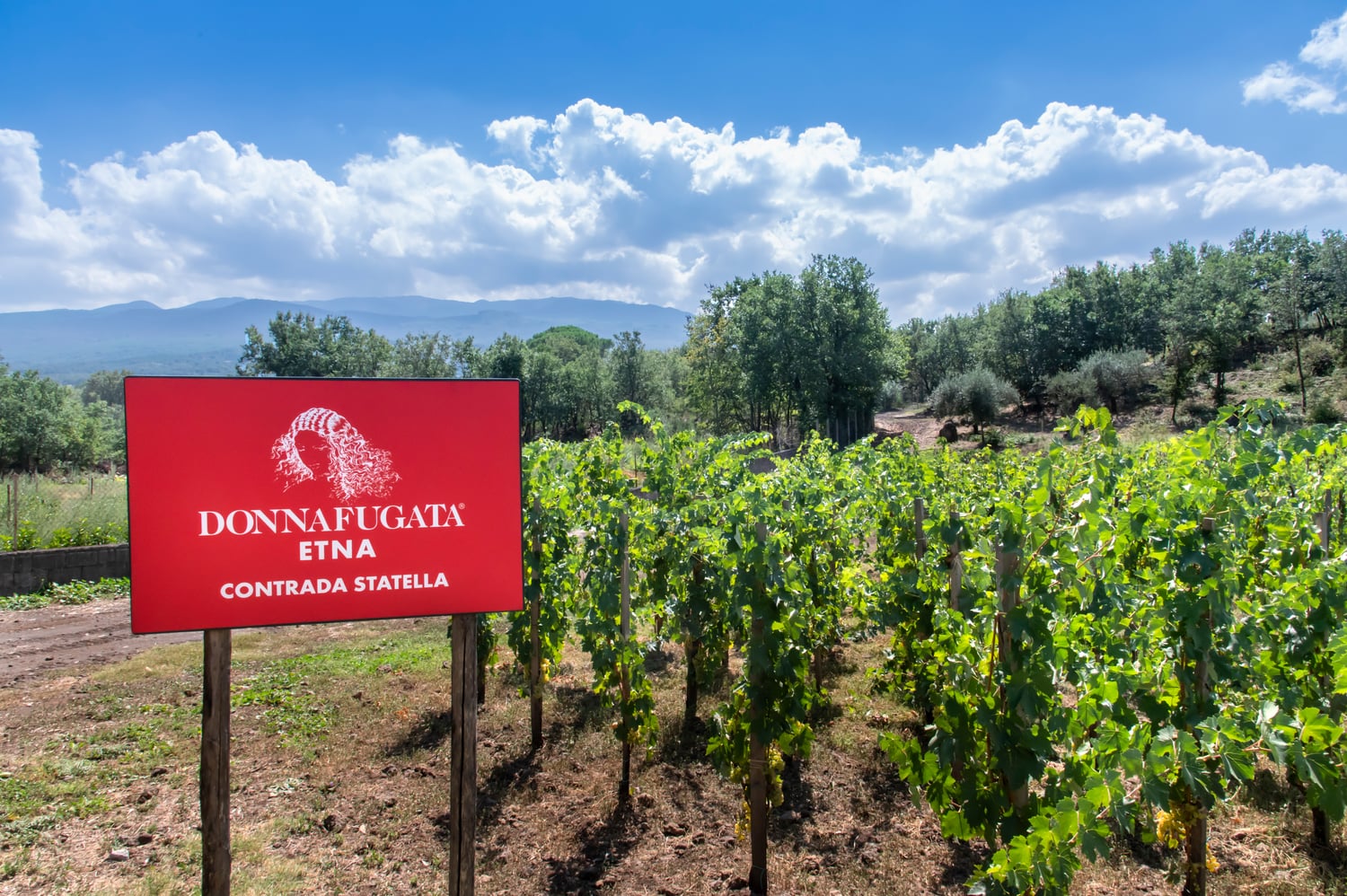 Schild Donnafugata Etna am Weinberg