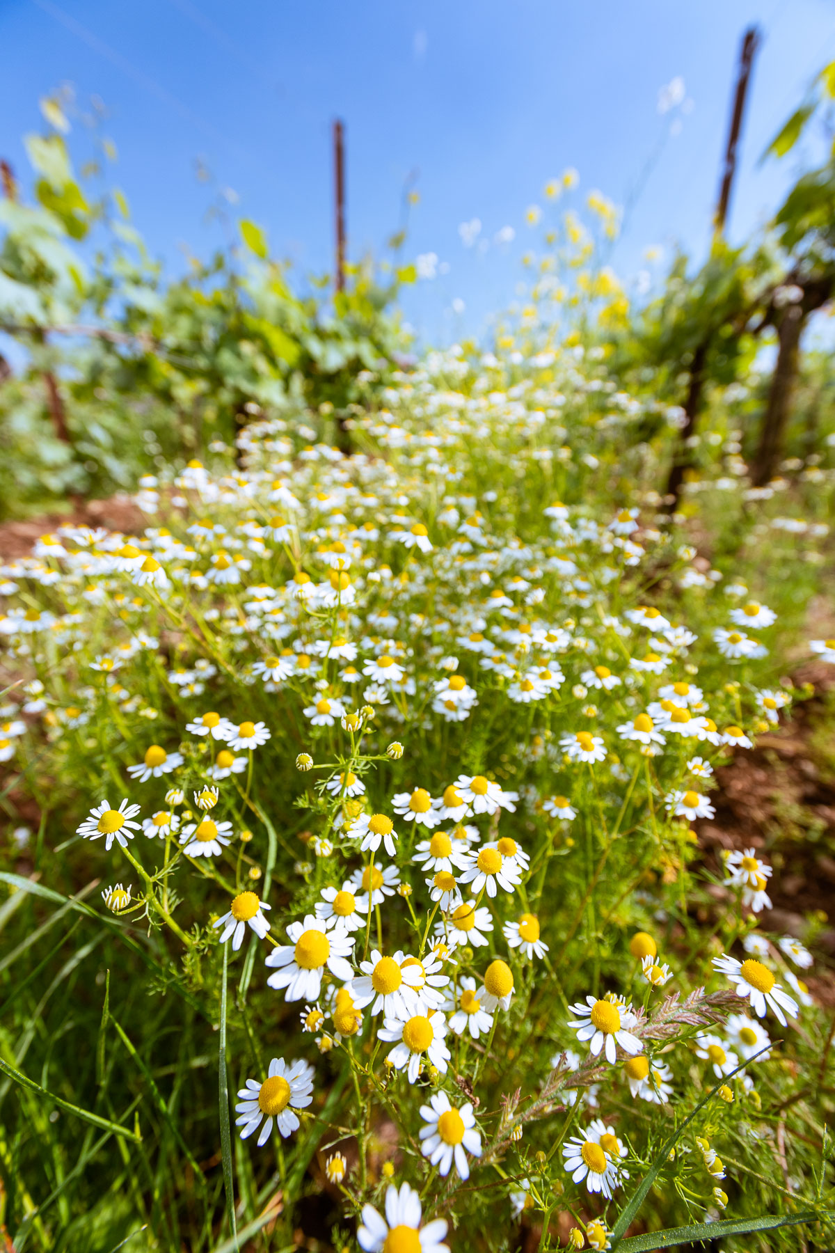 Viele Gänseblümchen zwischen Weinreben