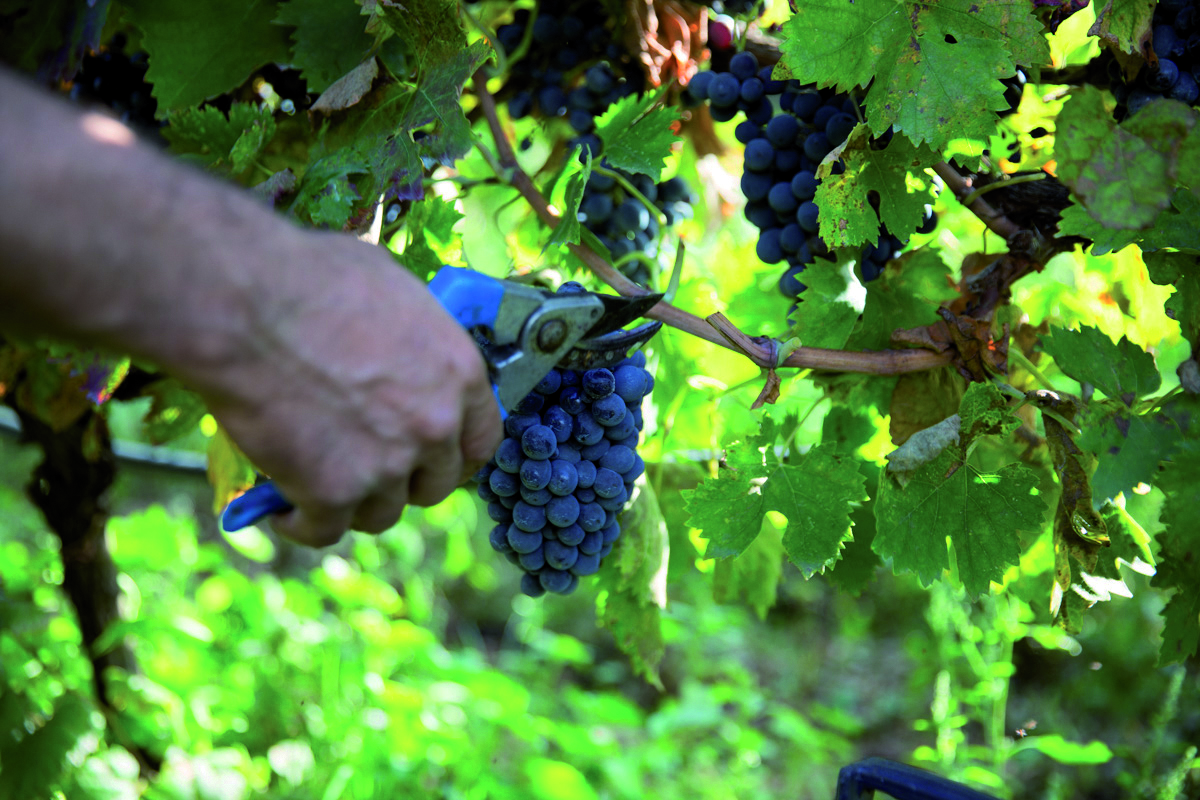 Weintraubenlese bei Torrevento