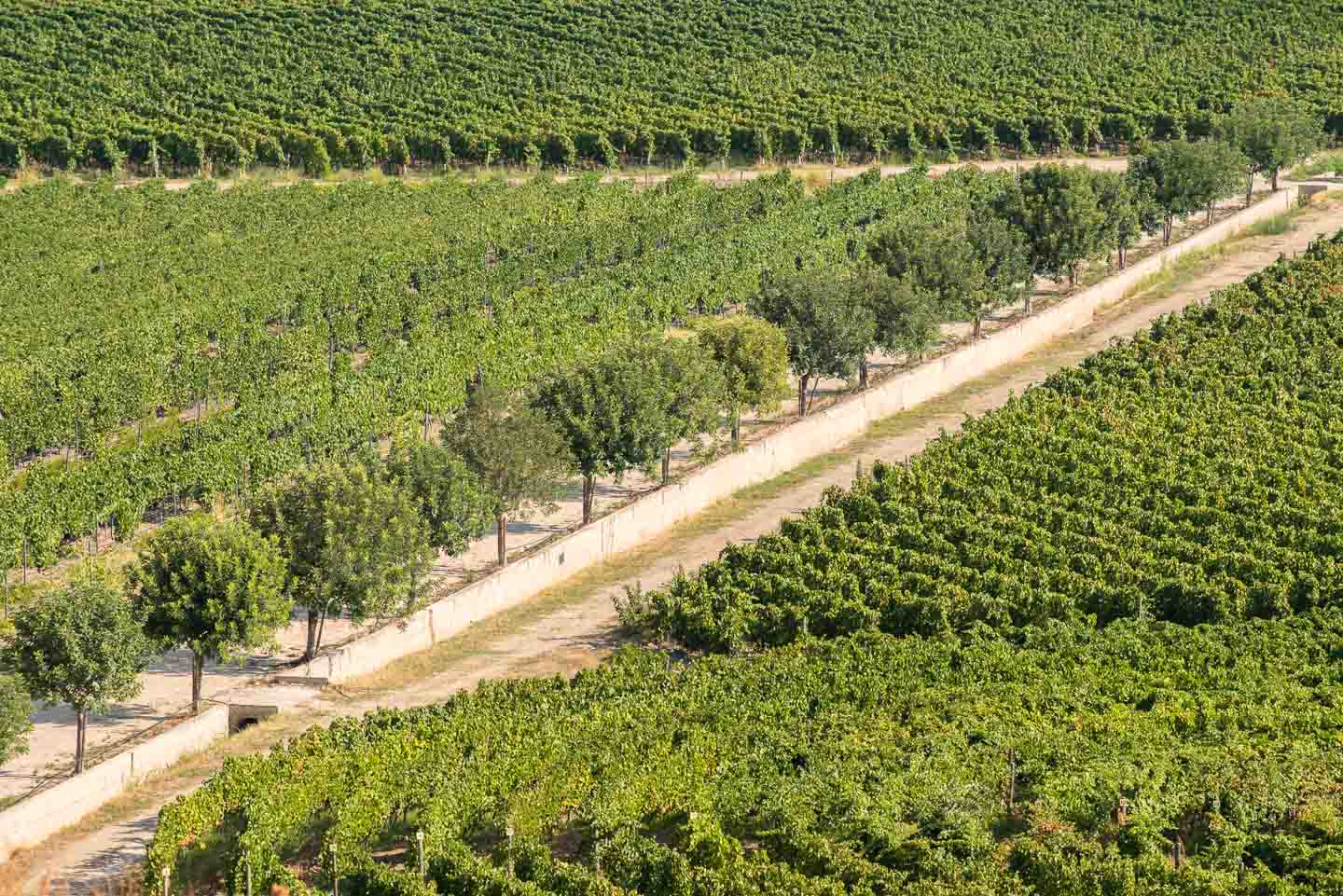 Vigna Efeso bei Casabona in Kalabrien
