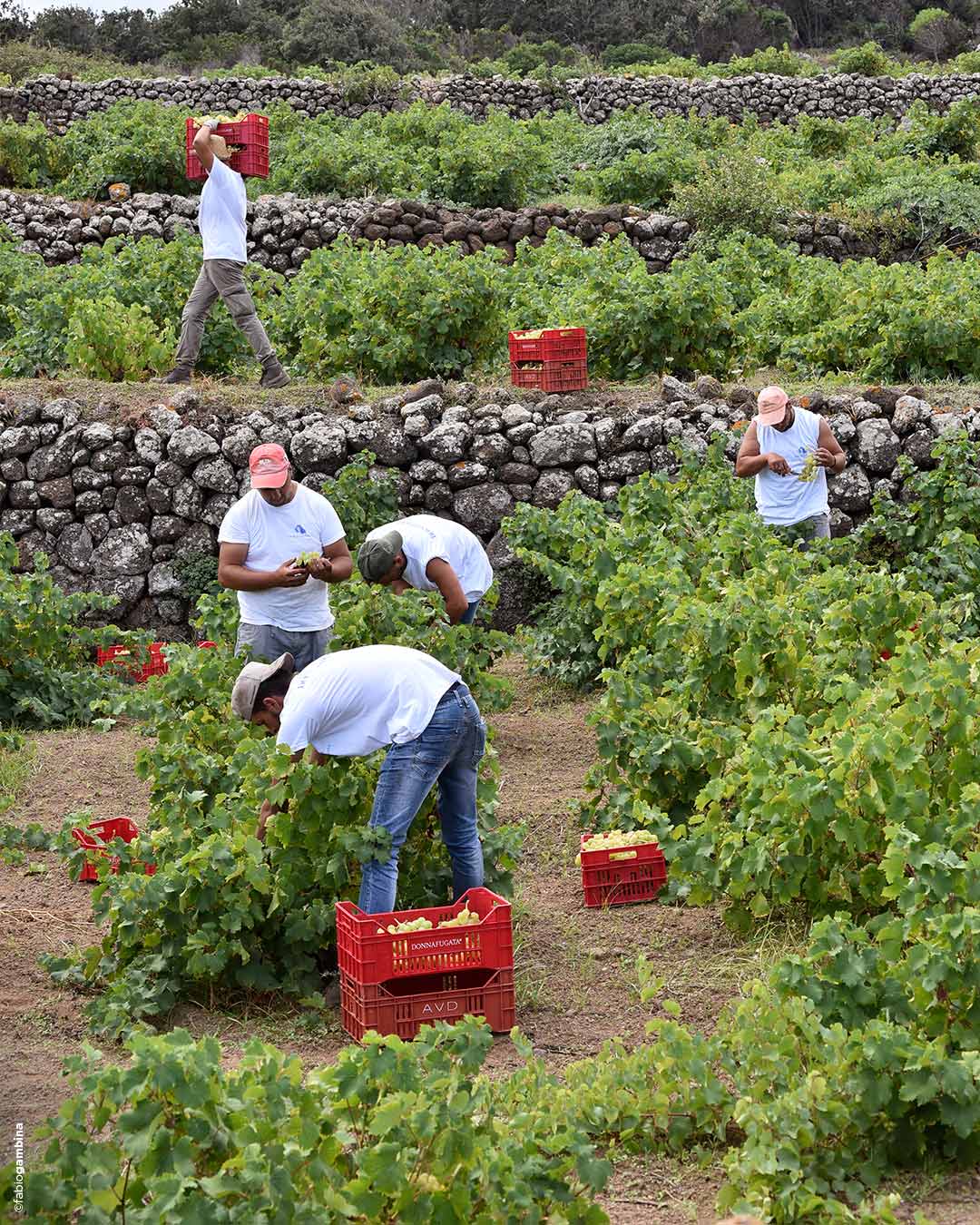 5 Männer bei der Weinlese auf Pantelleria