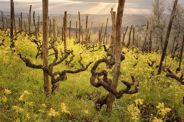 Colore Wein Lamole
