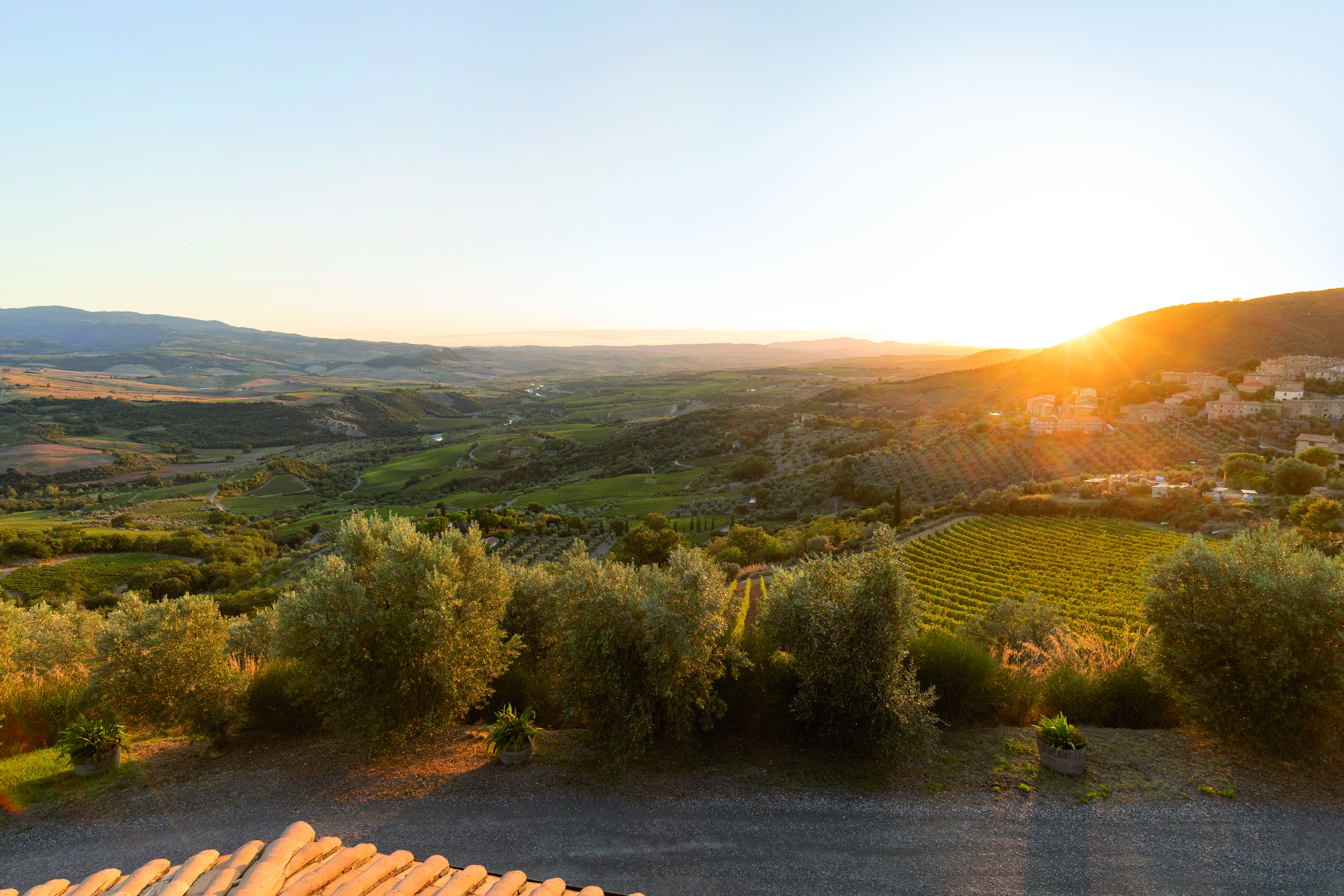 Weinberge von Poggio di Sotto in Castelnuovo dell’Abate