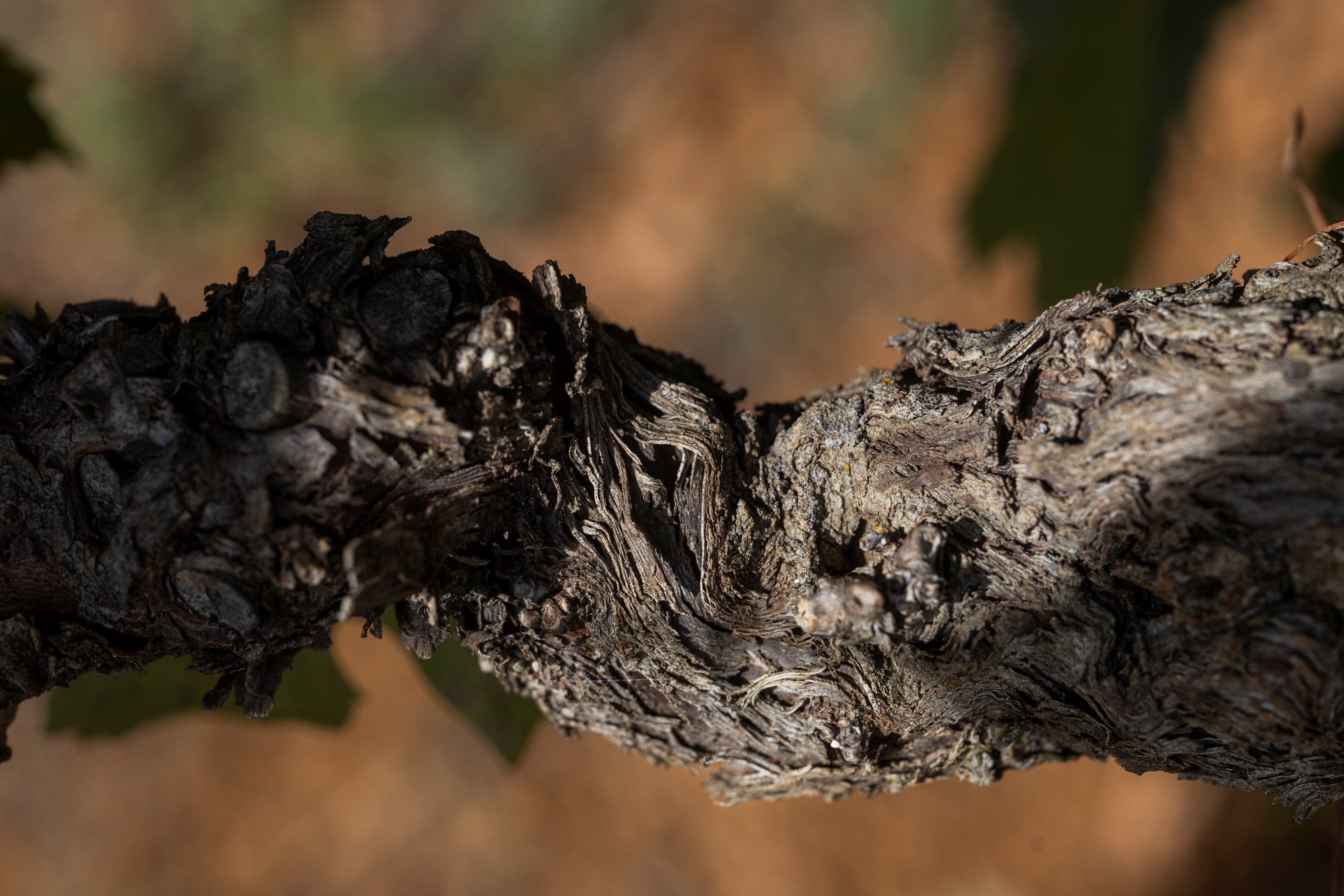 Alte Sangiovese-Rebstöcke bei Poggio di Sotto