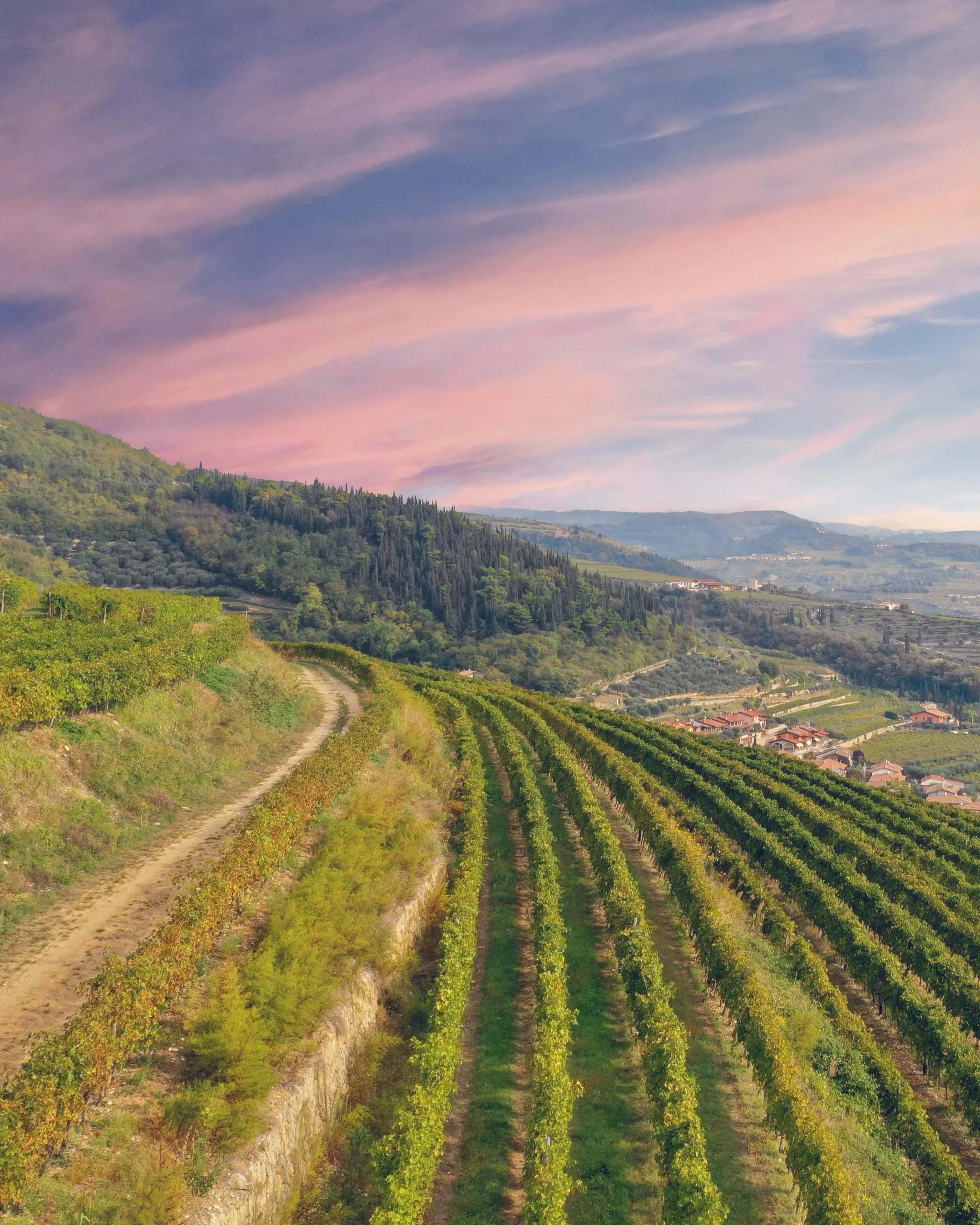 Tommasi Amarone Weinberg
