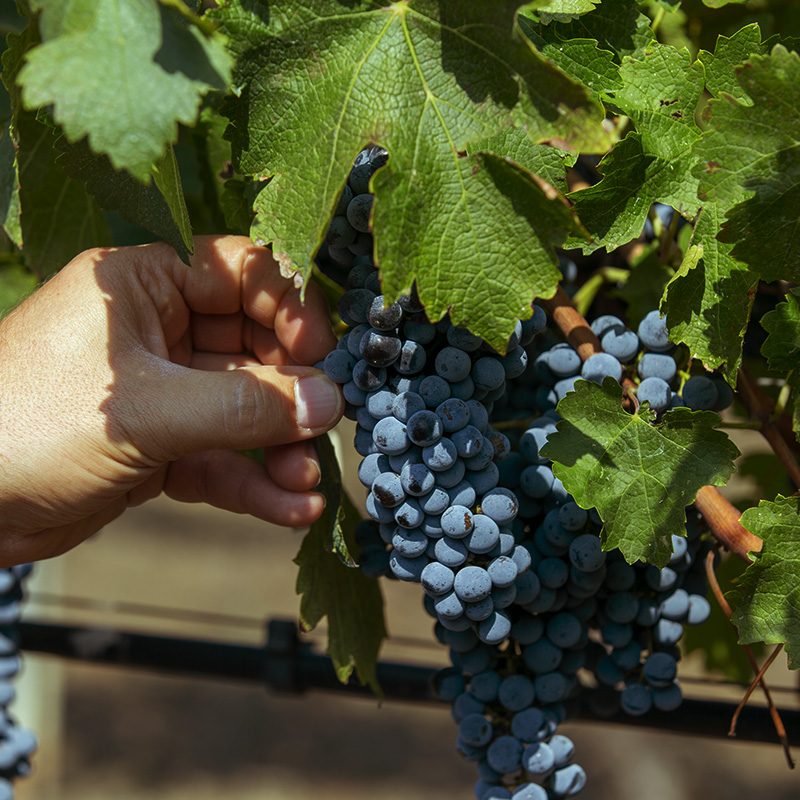 rote Weintrauben an Rebe