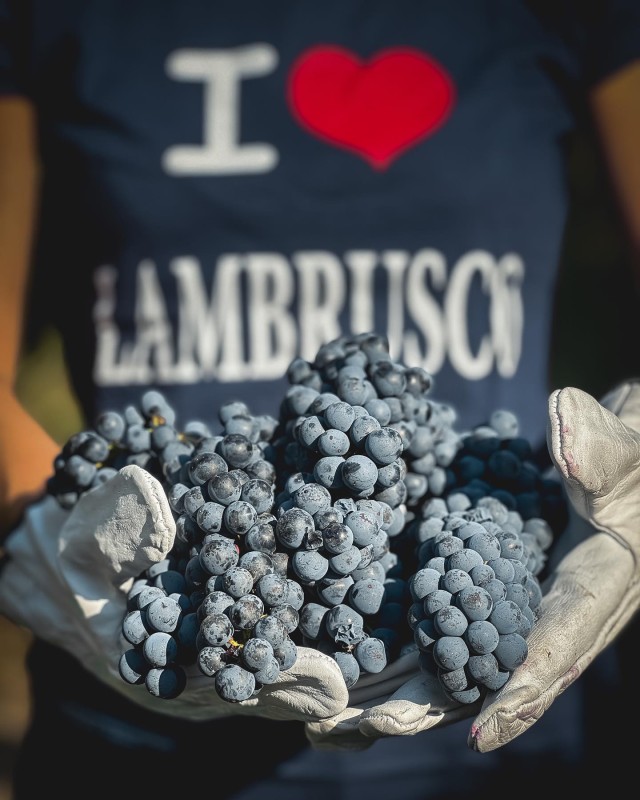 Person mit I Love Lambrusco Shirt hält Trauben in den Händen