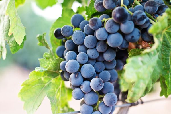 Sangiovese